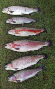 Fisk fra Bakkely Fiskesø