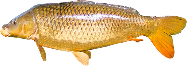 Karpe