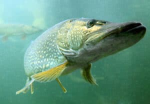Gedden (Esox lucius) er hjemmehørende i danske søer