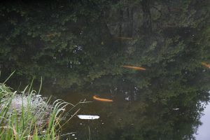Guldørreder i overfladen