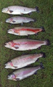 Fisk fra Bakkely Fiskesø