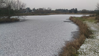 Stauning Havn Fiskesø
